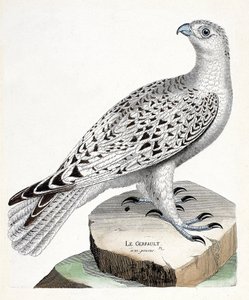 Zoologische Tafel (Ornithologie): Der Gerfalke (Falco rusticolus). Illustration in „Die Geschichte der Vögel, gemalt in ihren erscheinenden und empfindlichen Aspekten“ von Francois Nicolas Martinet (1731-1800). Private Sammlung. von Francois Nicolas Martinet
