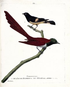 Zoologische Tafel (Ornithologie): Fliegenschnäpper von der Insel Bourbon (Shama de Madagascar oder Copsychus albospecularis) und Fliegenschnäpper aus Senegal (Tchitrec de Paradis oder Terpsiphone paradisi). Illustration in „Die Geschichte der Vögel, gemalt