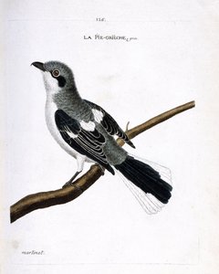 Zoologische Tafel (Ornithologie): Grauer Würger (Grauer Würger oder Lanius excubitor) auf einem Ast. Illustration in „Die Geschichte der Vögel, gemalt in ihren erscheinenden und empfindlichen Aspekten“ von Francois Nicolas Martinet (1731-1800). von Francois Nicolas Martinet
