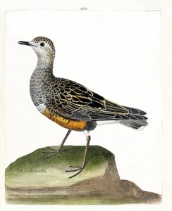 Zoologische Tafel (Ornithologie): Der Kiebitzregenpfeifer (Kiebitzregenpfeifer oder Eudromias morinellus). Illustration in „Die Geschichte der Vögel, gemalt in ihren erscheinenden und empfindlichen Aspekten“ von Francois Nicolas Martinet (1731-1800).