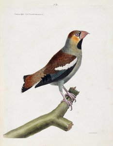 Zoologische Tafel (Ornithologie): Großschnabel (Grosbeak) oder Kerne (Coccothraustes) auf einem Ast. Illustration in „Die Geschichte der Vögel, gemalt in ihren erscheinenden und empfindlichen Aspekten“ von Francois Nicolas Martinet (1731-1800). Private Sam von Francois Nicolas Martinet