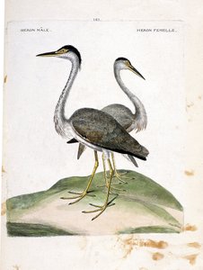 Zoologische Tafel (Ornithologie): Männlicher und weiblicher Reiher (Ardea cinerea). Illustration in „Die Geschichte der Vögel“ von Francois Nicolas Martinet (1731-1800). Private Sammlung. von Francois Nicolas Martinet