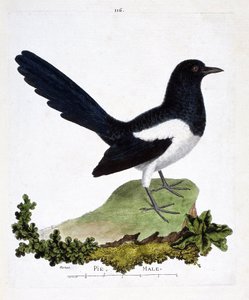 Zoologische Tafel (Ornithologie): Männliche Elster oder Schwatzelster (Pica pica). Illustration in „Die Geschichte der Vögel, gemalt in ihren erscheinenden und empfindlichen Aspekten“ von Francois Nicolas Martinet (1731-1800). von Francois Nicolas Martinet