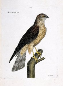Zoologische Tafel (Ornithologie): Männlicher Kornweihe (Circus cyaneus) auf einem Ast. Illustration in „Die Geschichte der Vögel, gemalt in ihren erscheinenden und empfindlichen Aspekten“ von Francois Nicolas Martinet (1731-1800). Private Sammlung. von Francois Nicolas Martinet