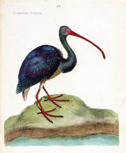 Zoologische Tafel (Ornithologie): Der Braune Sichler (Plegadis falcinellus). Illustration in „Die Geschichte der Vögel, gemalt in ihren erscheinenden und empfindlichen Aspekten“ von Francois Nicolas Martinet (1731-1800). Private Sammlung. von Francois Nicolas Martinet