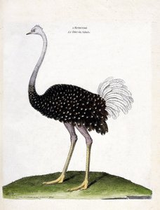 Zoologische Tafel (Ornithologie): Strauß (Struthio camelus). Illustration in „Die Geschichte der Vögel, gemalt in ihren erscheinenden und empfindlichen Aspekten“ von Francois Nicolas Martinet (1731-1800). von Francois Nicolas Martinet