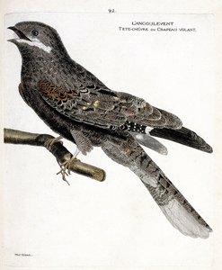 Zoologische Tafel (Ornithologie): Der Ziegenmelker (Europäischer Ziegenmelker oder Caprimulgus europaeus) auf einem Ast. Illustration in „Die Geschichte der Vögel, gemalt in ihren erscheinenden und empfindlichen Aspekten“ von Francois Nicolas Martinet (173
