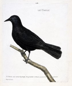 Zoologische Tafel (Ornithologie): Die Dohle (Dohle der Türme oder Corvus monedula) auf einem Ast. Illustration in „Die Geschichte der Vögel, gemalt in ihren erscheinenden und empfindlichen Aspekten“ von Francois Nicolas Martinet (1731-1800). von Francois Nicolas Martinet