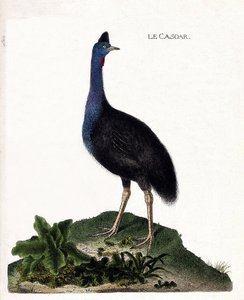 Zoologische Tafel (Ornithologie): Der Kasuar (Casuarius casuarius). Illustration in „Die Geschichte der Vögel, gemalt in ihren erscheinenden und empfindlichen Aspekten“ von Francois Nicolas Martinet (1731-1800). Private Sammlung von Francois Nicolas Martinet