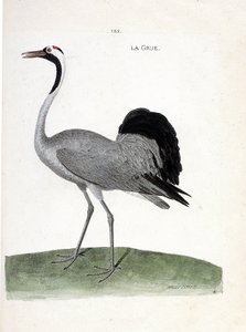 Zoologische Tafel (Ornithologie): Der Kranich (Grauer Kranich oder Grus grus). Illustration in „Die Geschichte der Vögel, gemalt in ihren erscheinenden und empfindlichen Aspekten“ von Francois Nicolas Martinet (1731-1800). von Francois Nicolas Martinet