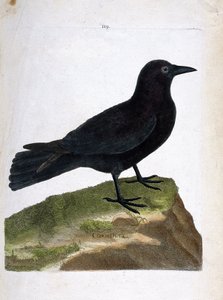 Zoologische Tafel (Ornithologie): Die Krähe (Corvus corone). Illustration in „Die Geschichte der Vögel“ von Francois Nicolas Martinet (1731-1800). Private Sammlung. von Francois Nicolas Martinet