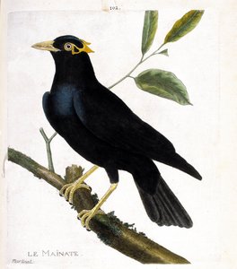 Zoologische Tafel (Ornithologie): Der Maina (Religiöser Maina oder Gracula religiosa) auf einem Ast. Illustration in „Die Geschichte der Vögel, gemalt in ihren erscheinenden und empfindlichen Aspekten“ von Francois Nicolas Martinet (1731-1800). Private Sam von Francois Nicolas Martinet