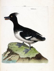 Zoologische Tafel (Ornithologie): Reiherente (Aythya fuligula). Illustration in „Die Geschichte der Vögel, gemalt in ihren erscheinenden und empfindlichen Aspekten“ von Francois Nicolas Martinet (1731-1800). Private Sammlung