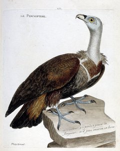 Zoologische Tafel (Ornithologie): Der Percnoptere (Gyps fulvus). Illustration in „Die Geschichte der Vögel“ von Francois Nicolas Martinet (1731-1800). Private Sammlung. von Francois Nicolas Martinet