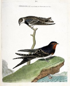 Zoologische Tafel (Ornithologie): Die Uferschwalbe des Königreichs Fes (Riparia riparia) auf einem Ast und die afrikanische Schwalbe (Rauchschwalbe oder Hirundo rustica). Illustration in „Die Geschichte der Vögel, gemalt in ihren erscheinenden und empfindl von Francois Nicolas Martinet