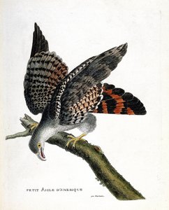 Zoologische Tafel (Ornithologie): Der kleine amerikanische Adler (Circus buffoni) auf einem Ast. Illustration in „Die Geschichte der Vögel, gemalt in ihren erscheinenden und empfindlichen Aspekten“ von Francois Nicolas Martinet (1731-1800). Private Sammlun