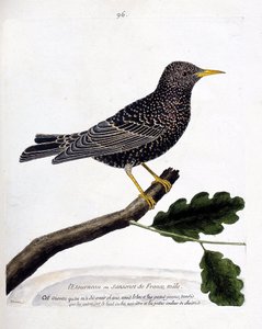 Zoologische Tafel (Ornithologie): Der Star oder Sansonet (Star oder Sturnus vulgaris) auf einem Ast. Illustration in „Die Geschichte der Vögel, gemalt in ihren erscheinenden und empfindlichen Aspekten“ von Francois Nicolas Martinet (1731-1800). von Francois Nicolas Martinet