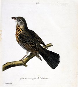 Zoologische Tafel (Ornithologie): Die Drossel (Calandrotte) auf einem Ast. Illustration in „Die Geschichte der Vögel“ von Francois Nicolas Martinet (1731-1800). Private Sammlung.