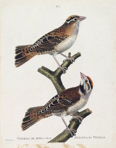Zoologische Tafel (Ornithologie): Der Waldsperling oder der Entlastungssperling (Hudson-Sperling oder Spizea arborea) und sein Weibchen (entlasteter Sperling oder Petronia petronia). Illustration in „Die Geschichte der Vögel, gemalt in ihren erscheinenden  von Francois Nicolas Martinet