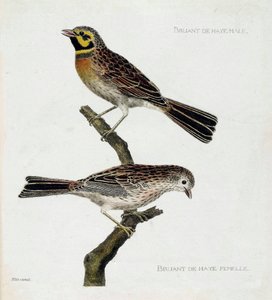 Zoologische Tafel (Ornithologie): von oben nach unten: Männliche und weibliche Haussperlinge (Zizi oder Emberiza cirlus) auf einem Ast. Illustration in „Die Geschichte der Vögel, gemalt in ihren erscheinenden und empfindlichen Aspekten“ von Francois Nicola von Francois Nicolas Martinet