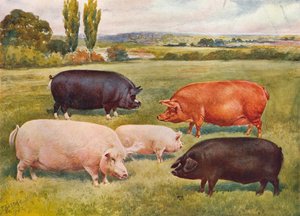 Schweinerassen, ca. 1902-1910 von Frank Babbage