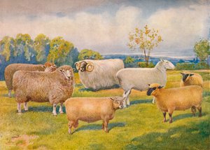 Schafrassen, ca. 1902-1910 von Frank Babbage