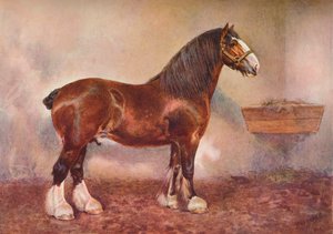 Clydesdale-Hengst Prinz von Albion, ca. 1900-1910