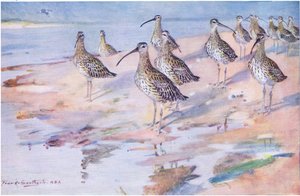 Brachvögel am Blakeney Point