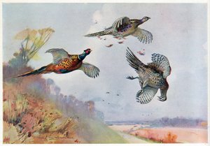 Hohe Fasane, Illustration aus 