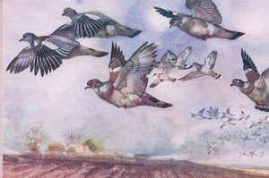 Ringeltauben im Flug, Illustration aus Wild Nature & Country Life, veröffentlicht von Hodder & Stoughton, ca. 1910 von Frank Southgate