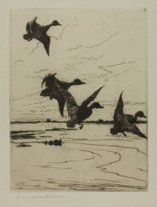 Landende Enten von Frank Weston Benson