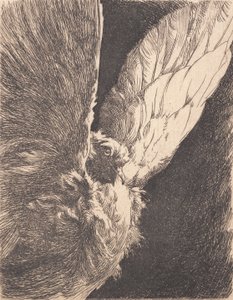 Eine Taube von Frans Schwartz