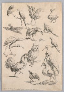 Vogelsammlung, aus dem "Recueil de differentes études d