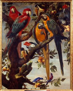 Papageien und andere Vögel, Gemälde von Frans Snyders