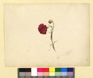 Nelke von Franz Alt