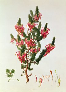 Heidekraut, Erica sebana, graviert von Mackenzie