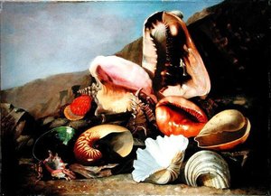 Stillleben mit Muscheln von Franz Anton von Scheidel