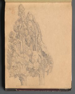 Album mit Ansichten von Rom und Umgebung, Landschaftsstudien, Seite 13a: Bäume von Franz Johann Heinrich Nadorp
