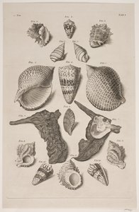 Tafel mit Muscheln. Tafel 1. von Franz Michael Regenfus