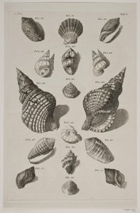 Tafel mit Muscheln. Tafel 5. von Franz Michael Regenfus