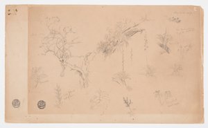 Eine Gruppe von dreizehn botanischen Studien aus Kolumbien oder Ecuador von Frederic Edwin Church