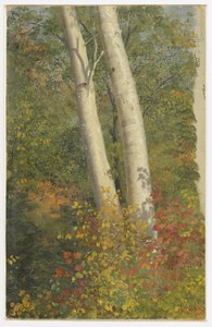 Birken im Herbst von Frederic Edwin Church