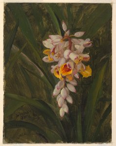 "Kardamom" von Frederic Edwin Church
