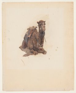 Kauernder Dromedar von Frederic Edwin Church