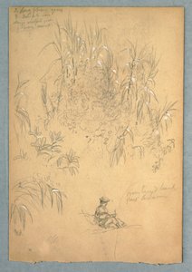 Zeichnung, Eine detaillierte Studie eines sitzenden Mannes und einer Pflanzengruppe, Ecuador, 1857, wahrscheinlich Mai