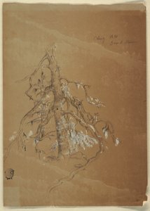 Zeichnung, Ein knorriger Immergrün, Grand Manan, Kanada, August 1851