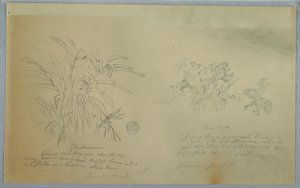 Pfeilwurz- und Kardamomstudien, Jamaika von Frederic Edwin Church