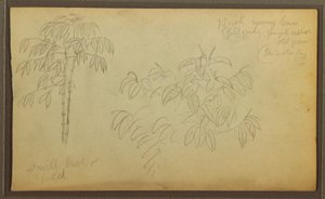 Botanische Skizzen, 1857