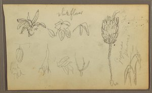 Botanische Skizzen, 1857