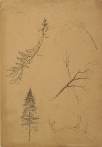 Botanische Skizzen, 1888 von Frederic Edwin Church